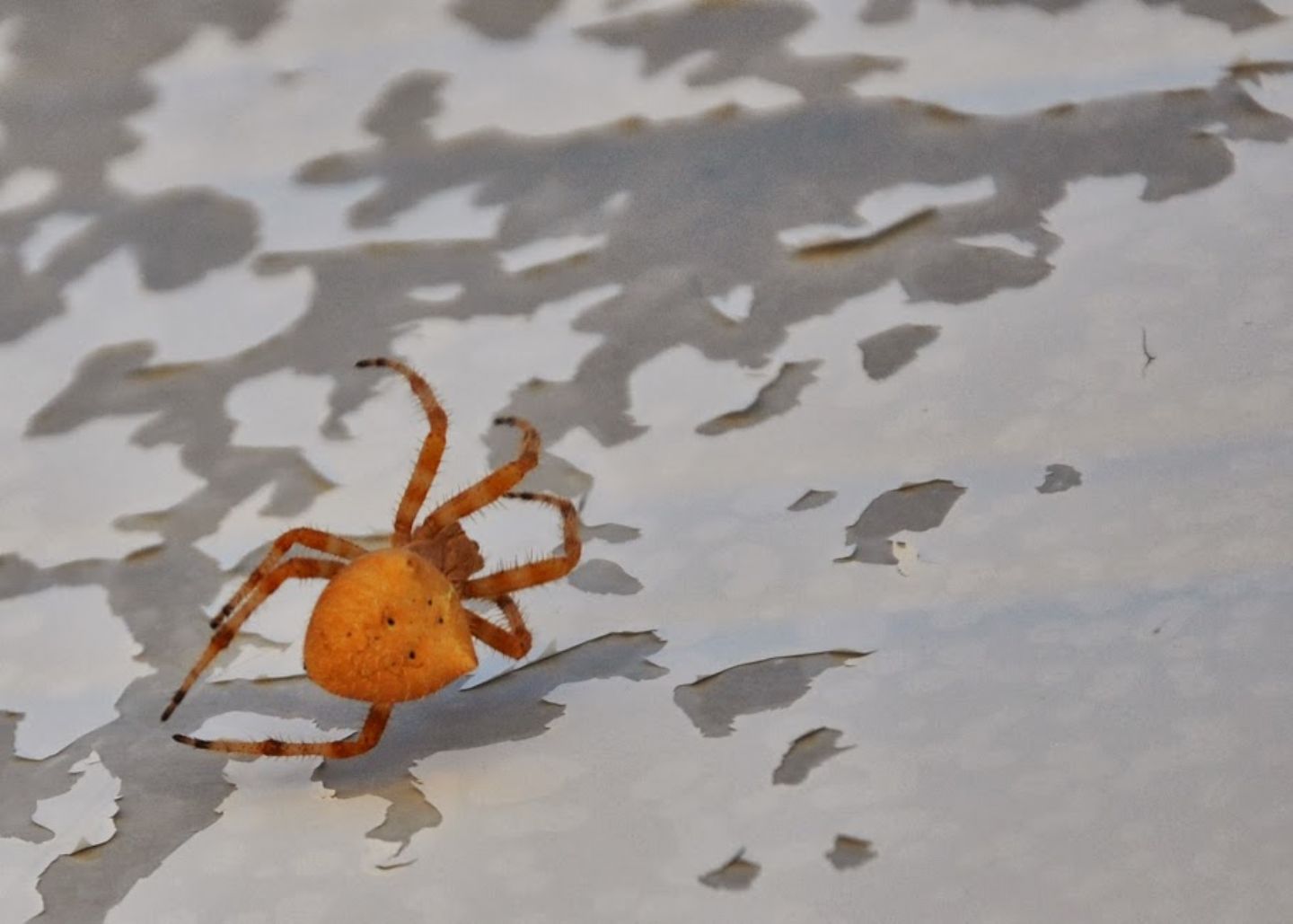 Araneidae - Arizona (USA)